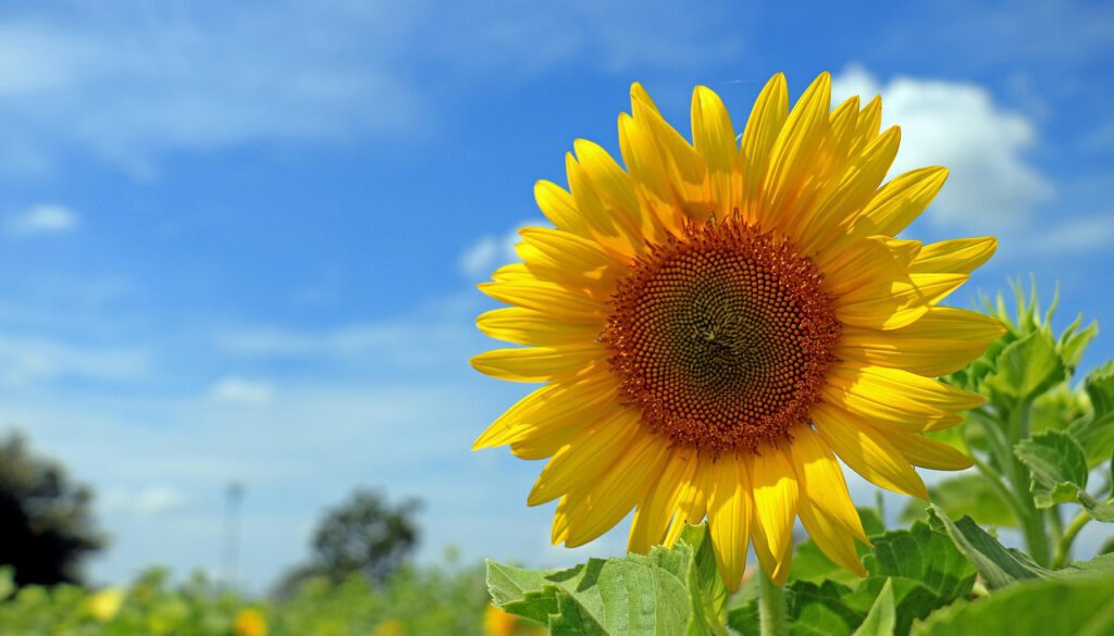 Sonnenblume