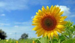 Sonnenblume