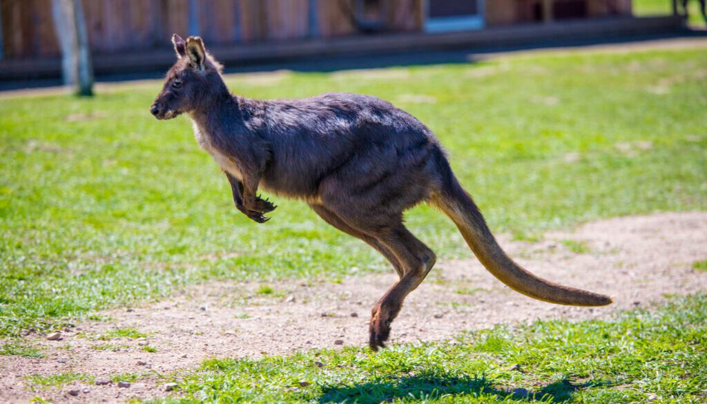 edwardyu-kangaroo-3392287