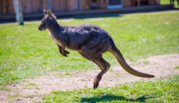 edwardyu-kangaroo-3392287